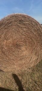 large round bluestem