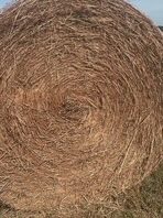 large round bluestem