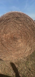 large round bluestem