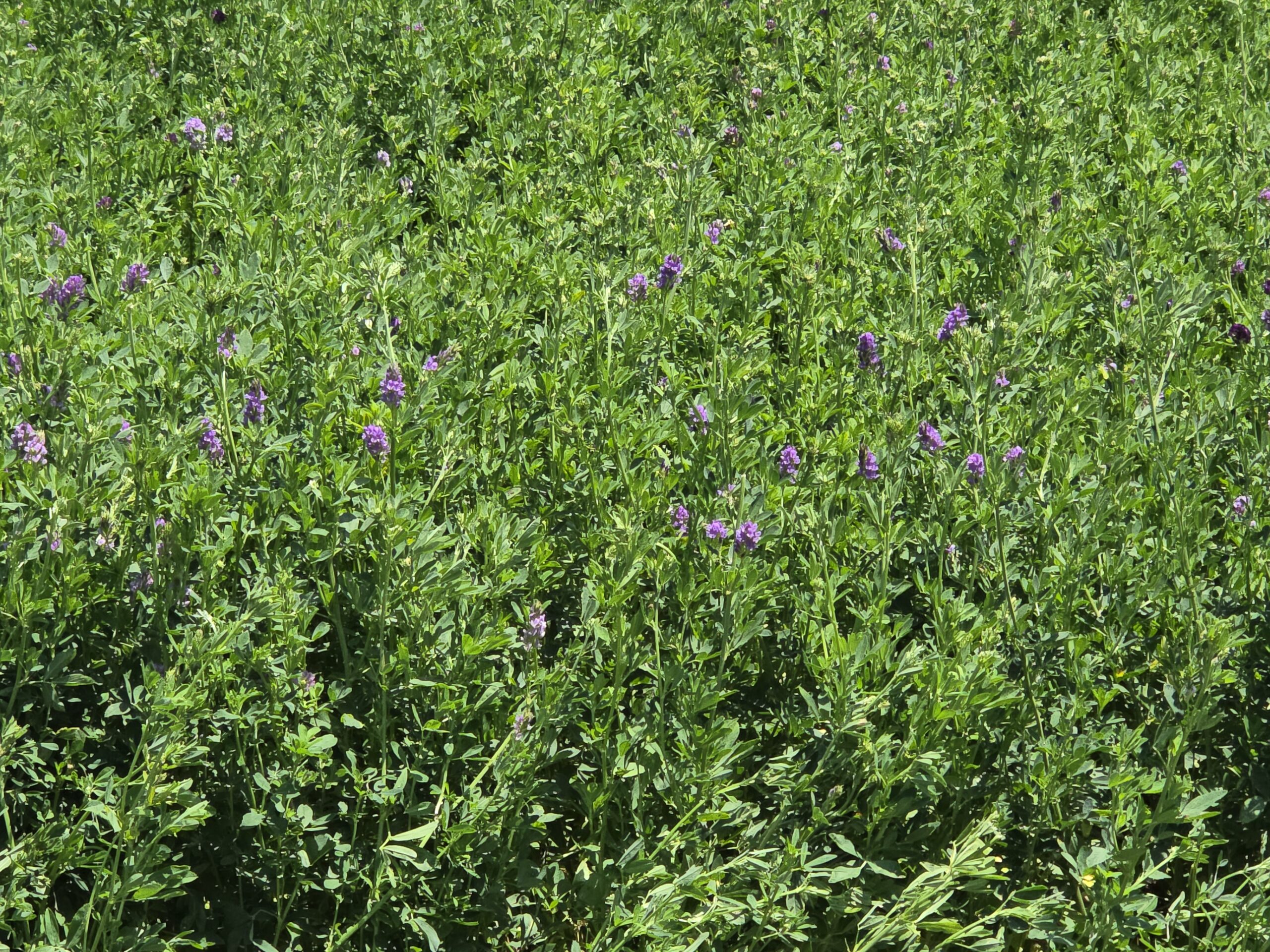 Alfalfa Hay