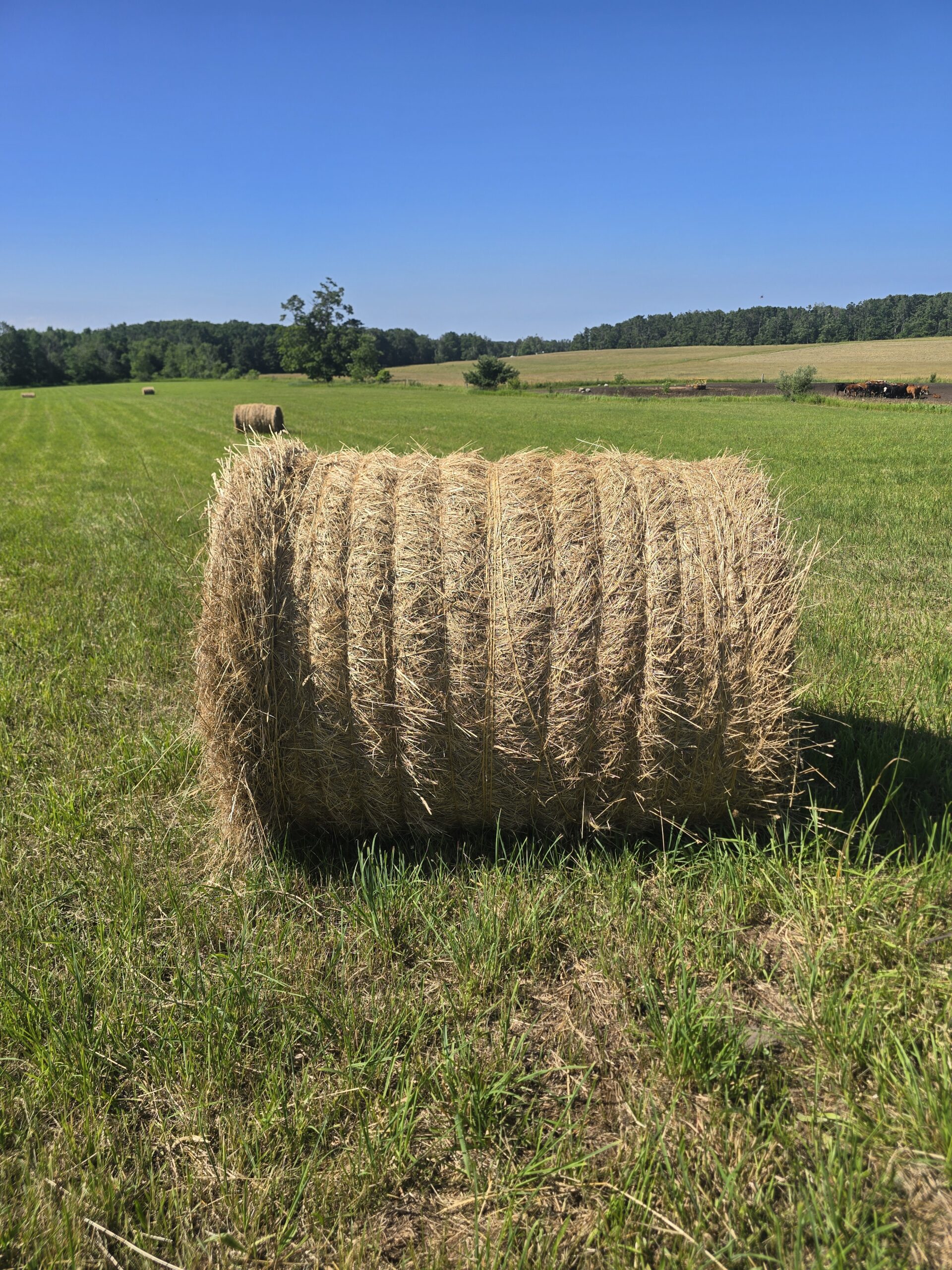 Alfalfa/Grass Mix Hay