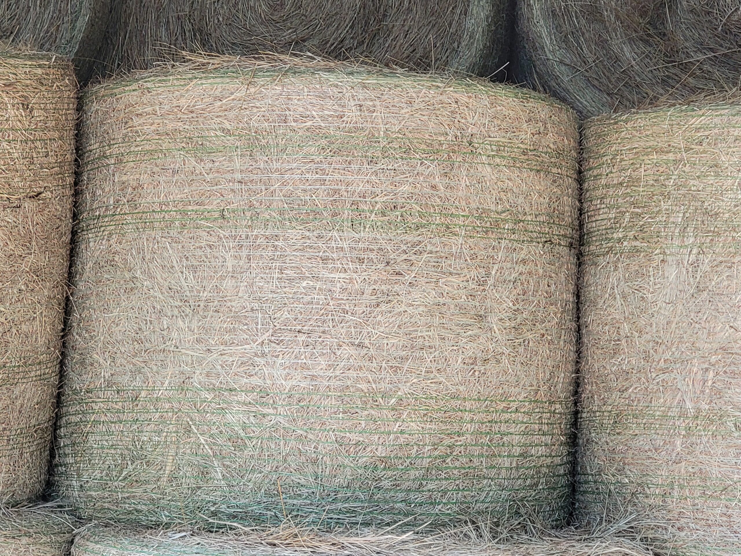 Fescue Grass Hay