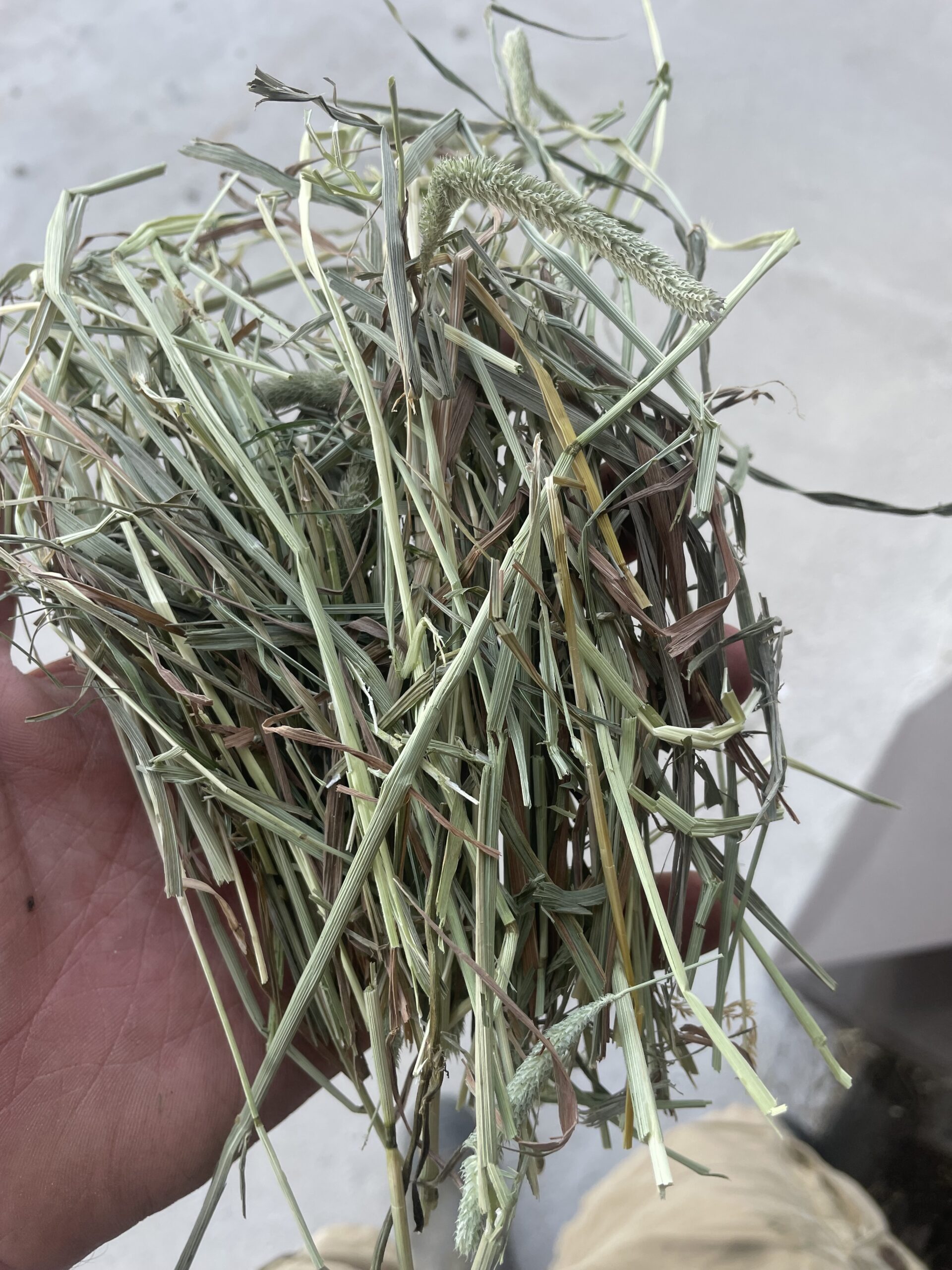 Timothy Grass Hay