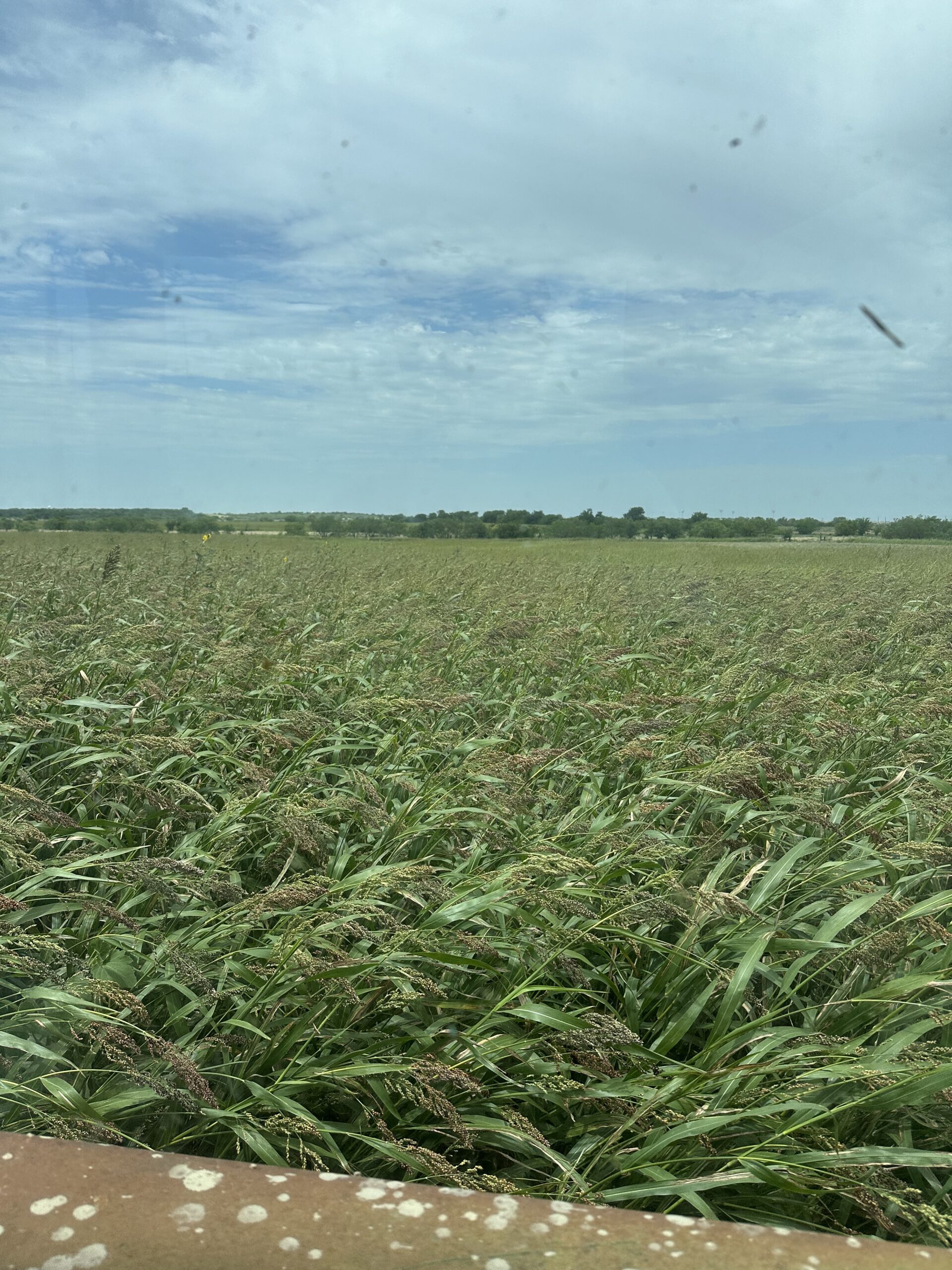 Sudan Hay