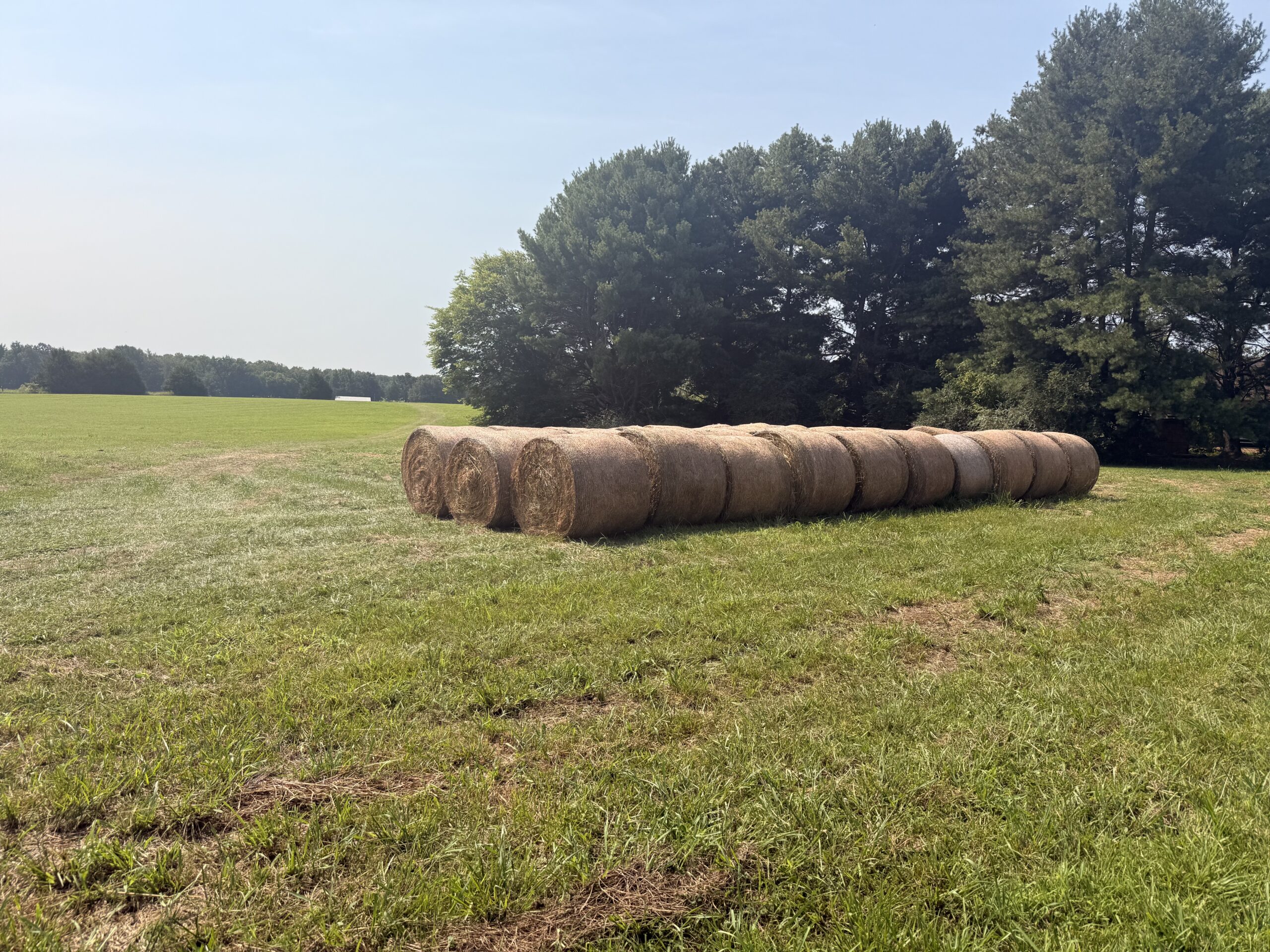 Mixed Grass Hay