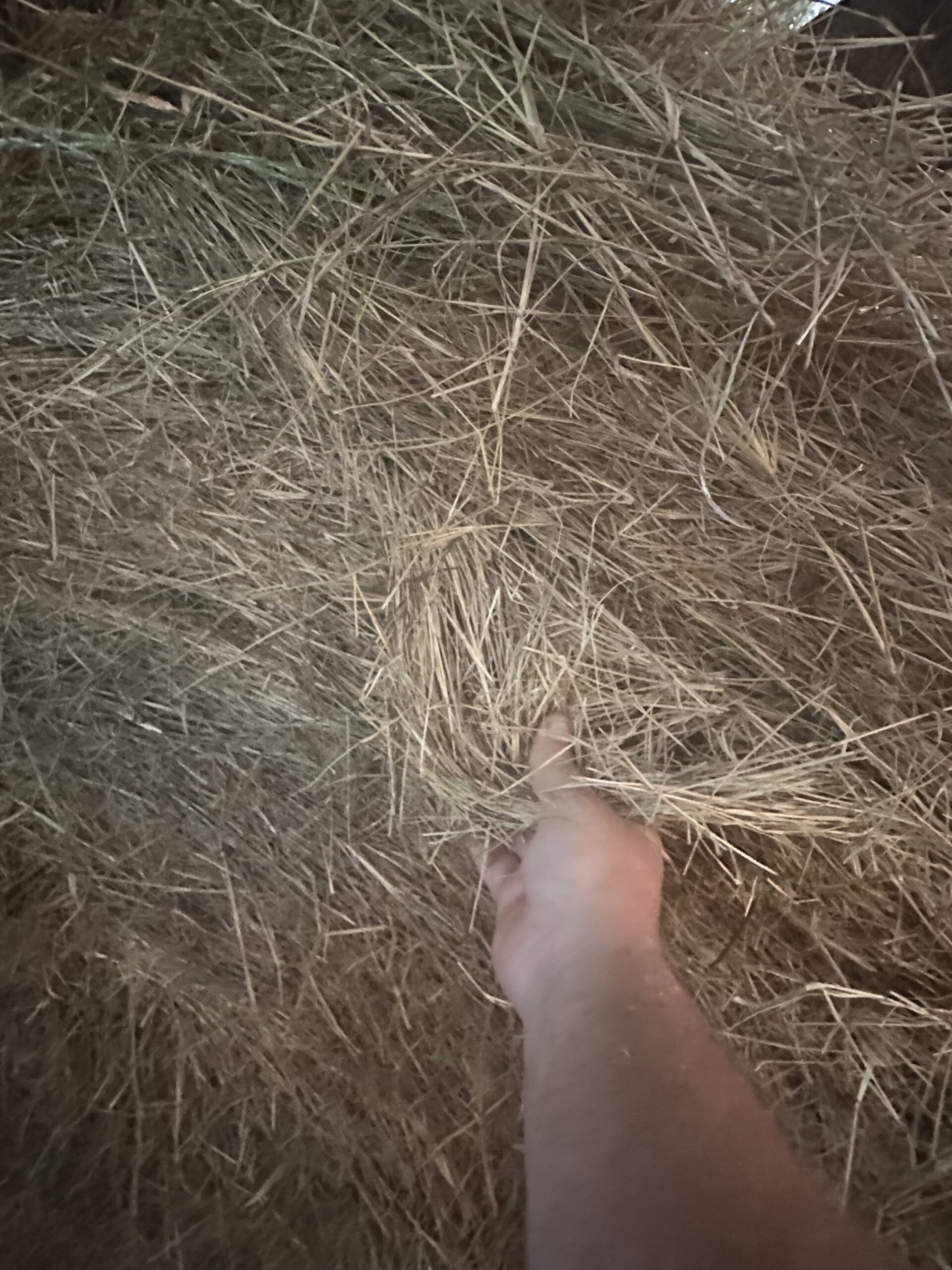 Mixed Grass Hay