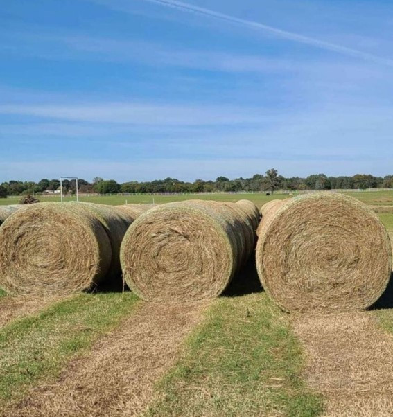 Bahia Grass Hay