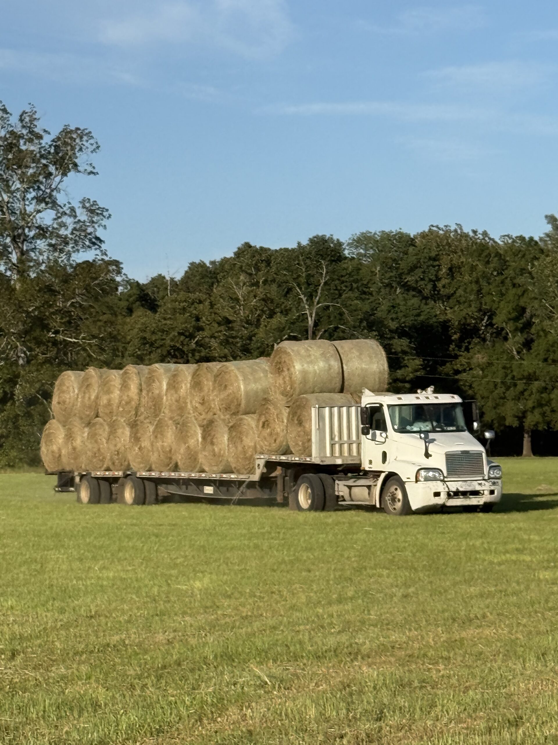 Bahia Grass Hay