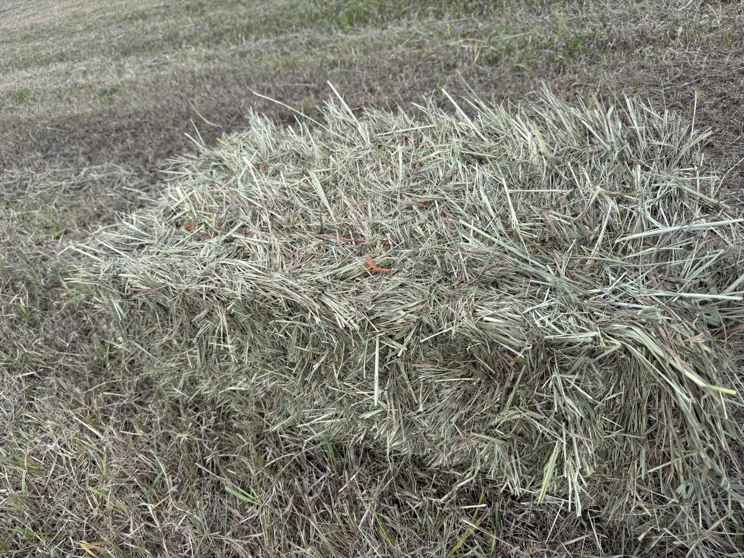Prairie/Meadow Grass Hay