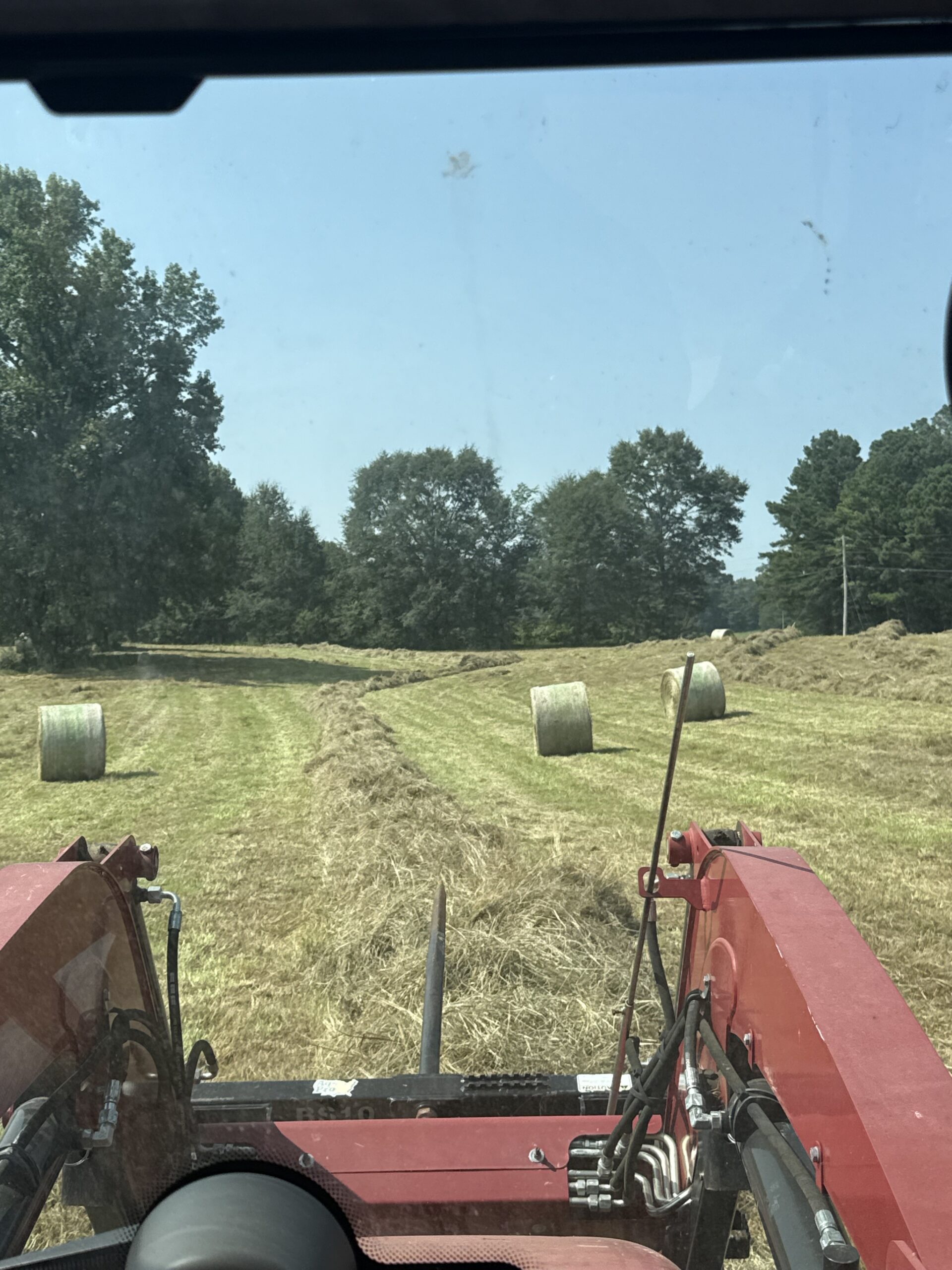 Fescue Grass Hay